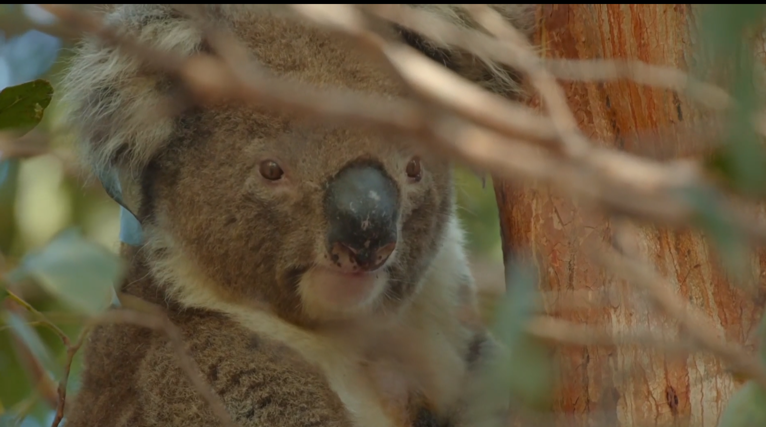 搞笑动物百科，详细解说课程：解说实操从0到1的详细视频教学-AI创作学习-提示词应用-短视频玩法青花瓷AI学习网
